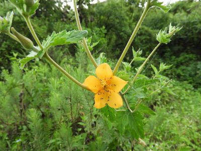 Mentzelia hispida, photographed by SusanaLarios Bayardo