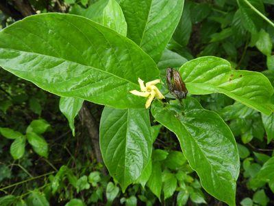 Mandevilla foliosa, photographed by SusanaLarios Bayardo