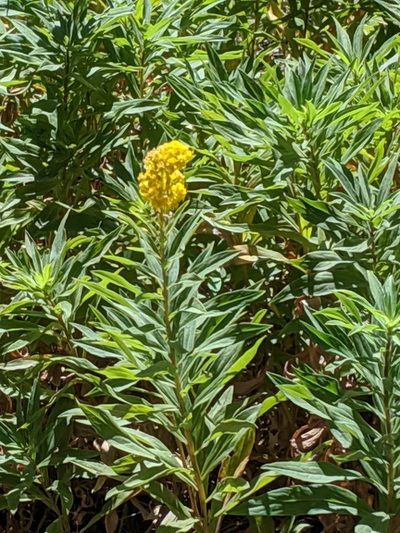 Solidago elongata, photographed by David Anderson