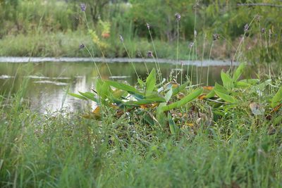 Thalia dealbata, photographed by Rich Sommer