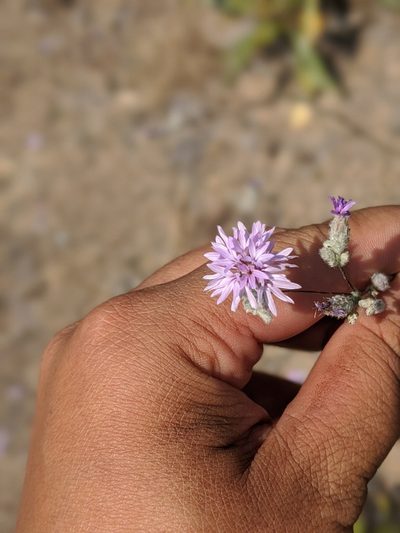 Lessingia leptoclada, photographed by My-Lan Le