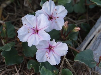 Acleisanthes obtusa, photographed by Cat