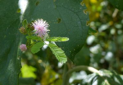 Mimosa candollei, photographed by Helio Lourencini