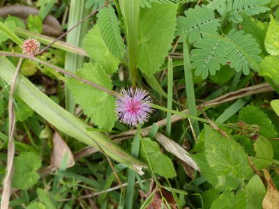 Mimosa candollei, photographed by Helio Lourencini