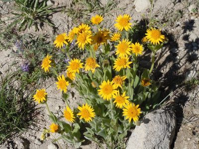 Arnica mollis, photographed by Jim Dreier