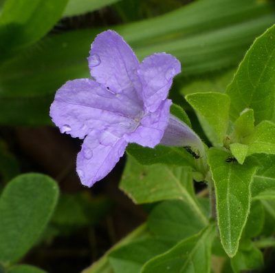 Ruellia bahiensis, photographed by Helio Lourencini