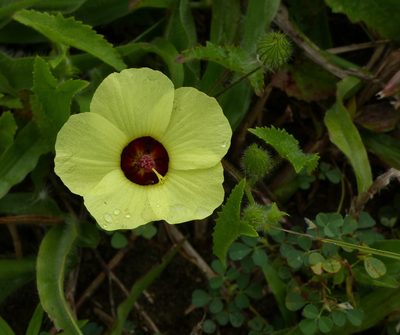 Pavonia cancellata, photographed by Helio Lourencini