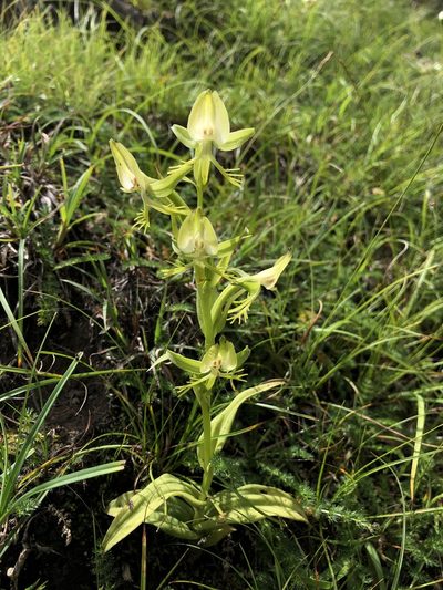 Habenaria intermedia, photographed by Dee Shea Himes
