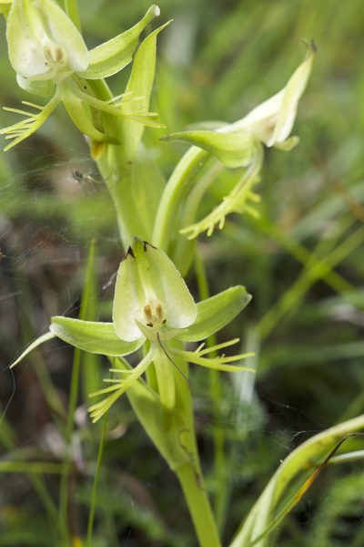 Habenaria intermedia, photographed by Dee Shea Himes
