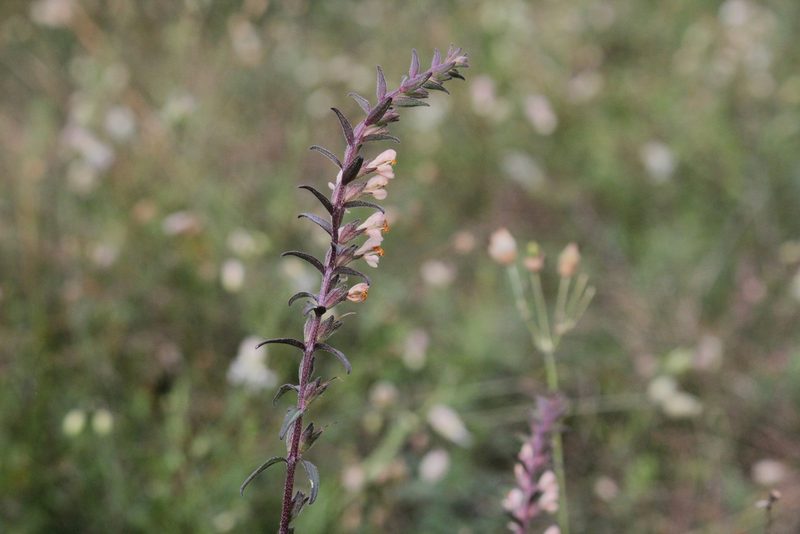 Odontites jaubertianus, photographed by Quinten Wiegersma