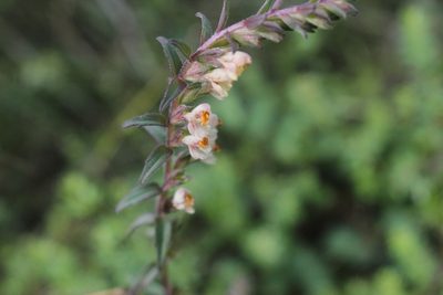Odontites jaubertianus, photographed by Quinten Wiegersma