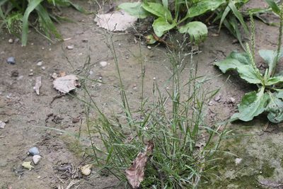 Eragrostis pectinacea, photographed by Quinten Wiegersma