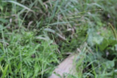 Leersia virginica, photographed by Quinten Wiegersma