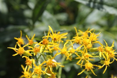 Senecio serra, photographed by Chelsea Welch