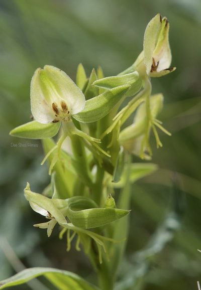 Habenaria intermedia, photographed by Dee Shea Himes