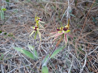 Caladenia conferta, photographed by Rosalie Lawrence