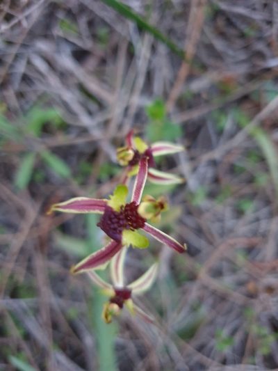 Caladenia conferta, photographed by Rosalie Lawrence