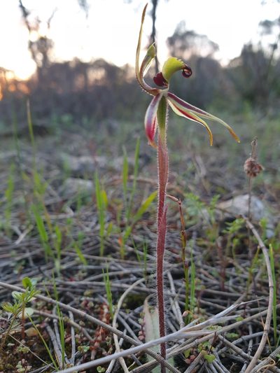 Caladenia conferta, photographed by Rosalie Lawrence