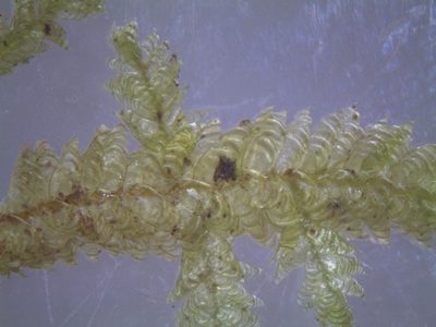 Alleniella hymenodonta, photographed by John Steel