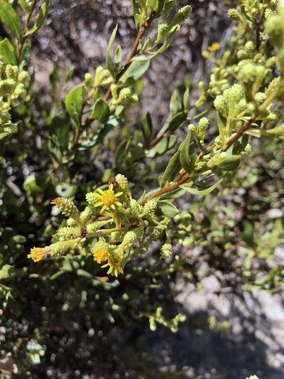 Hazardia orcuttii, photographed by Madeleine Claire