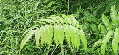 Stenochlaena palustris, photographed by Ong Jyh Seng