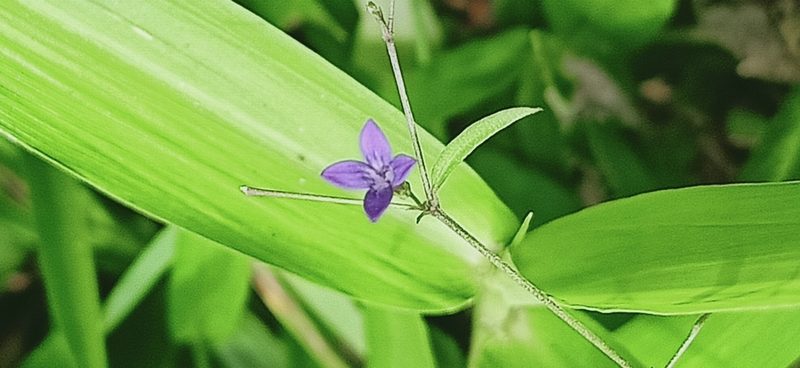 Oldenlandia affinis, photographed by Ong Jyh Seng