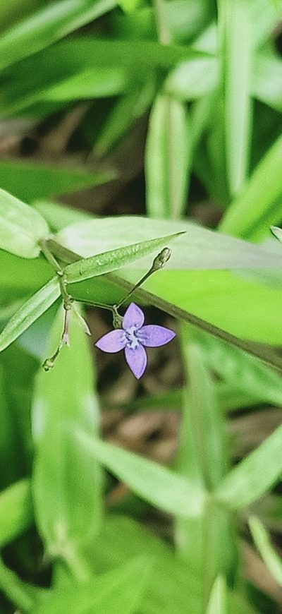 Oldenlandia affinis, photographed by Ong Jyh Seng