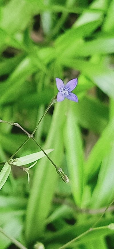 Oldenlandia affinis, photographed by Ong Jyh Seng