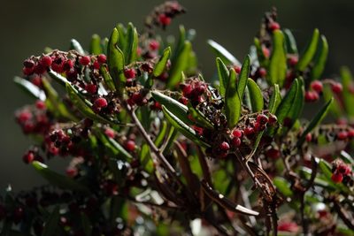 Comarostaphylis diversifolia, photographed by Madeleine Claire