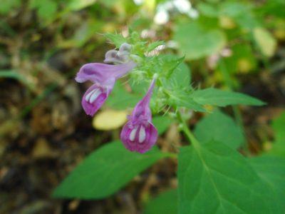Melampyrum roseum, photographed by Eugene Popov