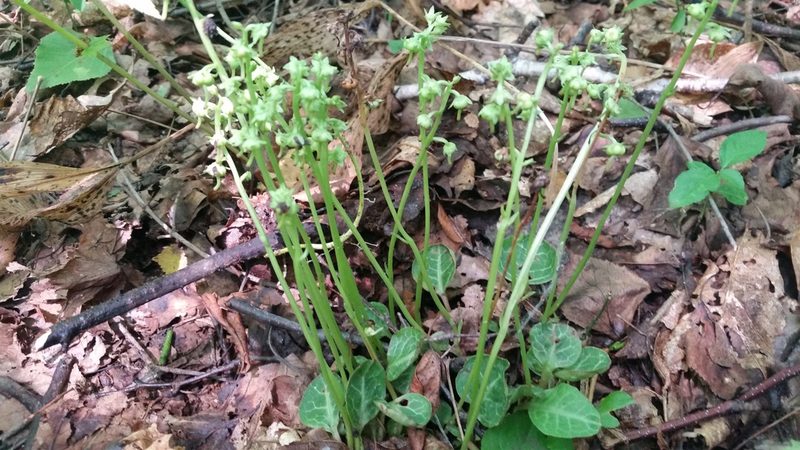 Pyrola japonica, photographed by Eugene Popov