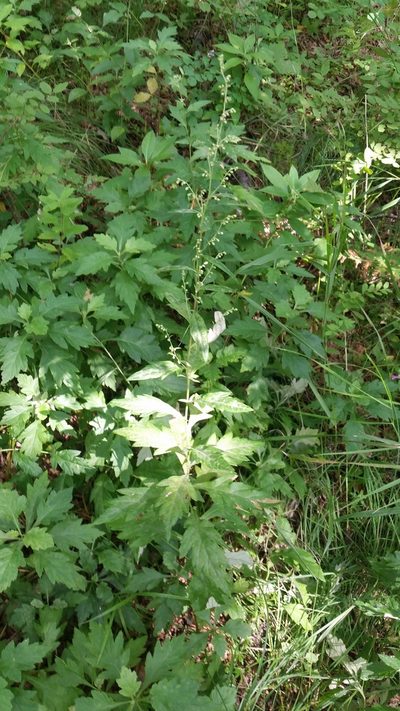 Artemisia stolonifera, photographed by Eugene Popov