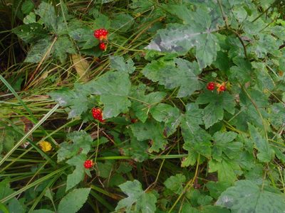 Rubus crataegifolius, photographed by Eugene Popov