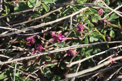 Indigofera intermedia, photographed by Tony Rebelo