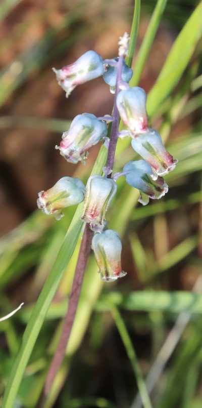 Lachenalia bolusii, photographed by Tony Rebelo