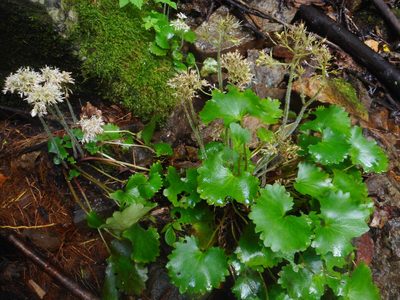 Micranthes manchuriensis, photographed by Eugene Popov