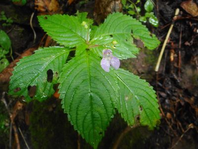 Impatiens furcillata, photographed by Eugene Popov