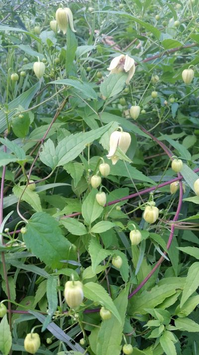 Clematis serratifolia, photographed by Eugene Popov
