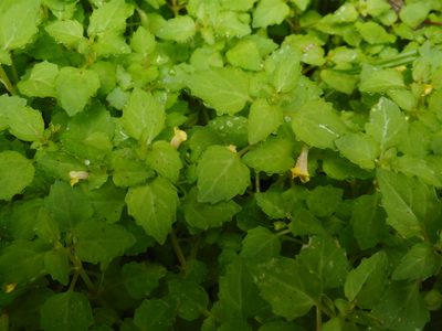 Erythranthe tenella, photographed by Eugene Popov