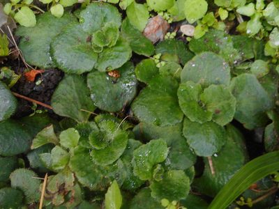 Chrysosplenium pilosum, photographed by Eugene Popov