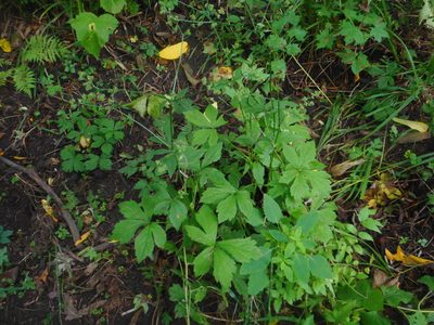 Sanicula chinensis, photographed by Eugene Popov