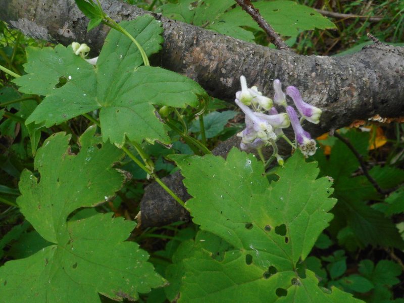 Aconitum alboviolaceum, photographed by Eugene Popov