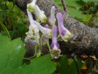 Aconitum alboviolaceum, photographed by Eugene Popov