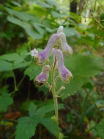 Aconitum alboviolaceum, photographed by Eugene Popov
