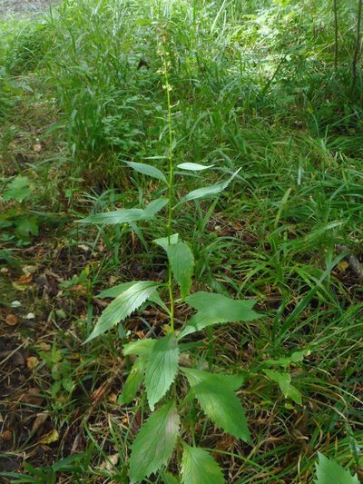 Asyneuma japonicum, photographed by Eugene Popov
