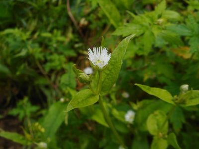 Stellaria radians, photographed by Eugene Popov