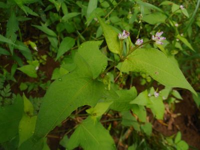 Polygonum thunbergii, photographed by Eugene Popov