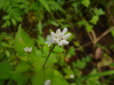 Polygonum thunbergii, photographed by Eugene Popov
