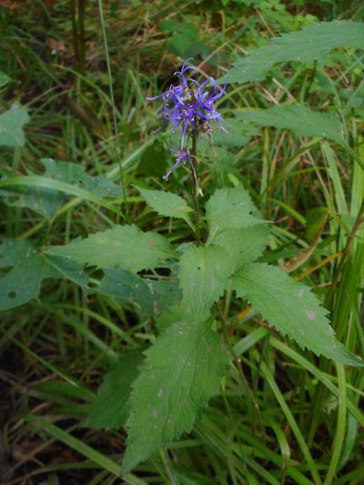 Asyneuma japonicum, photographed by Eugene Popov