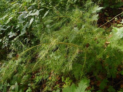 Asparagus schoberioides, photographed by Eugene Popov